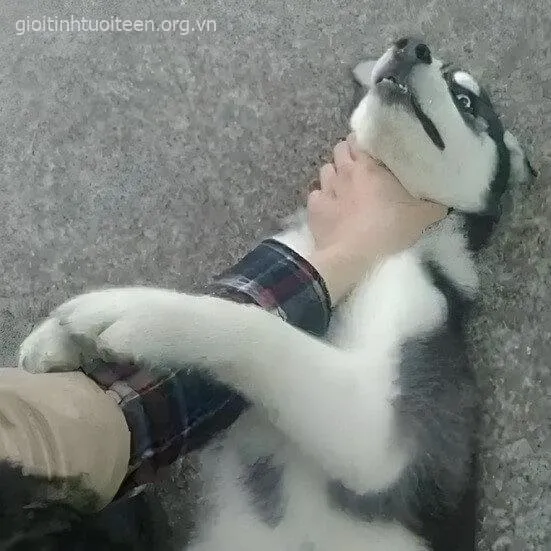 Meme chó troll bạn bè bằng cảnh bị bóp cổ lầy lội.