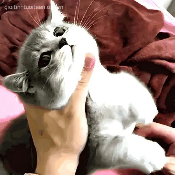 Ảnh chế mèo bị bóp cổ viral trên mạng xã hội.