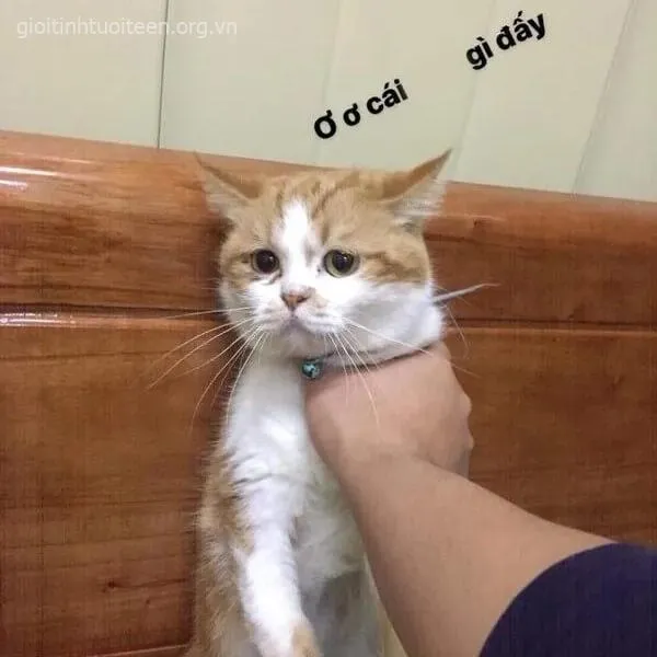 Meme mèo bị bóp cổ hài hước khiến ai cũng cười.