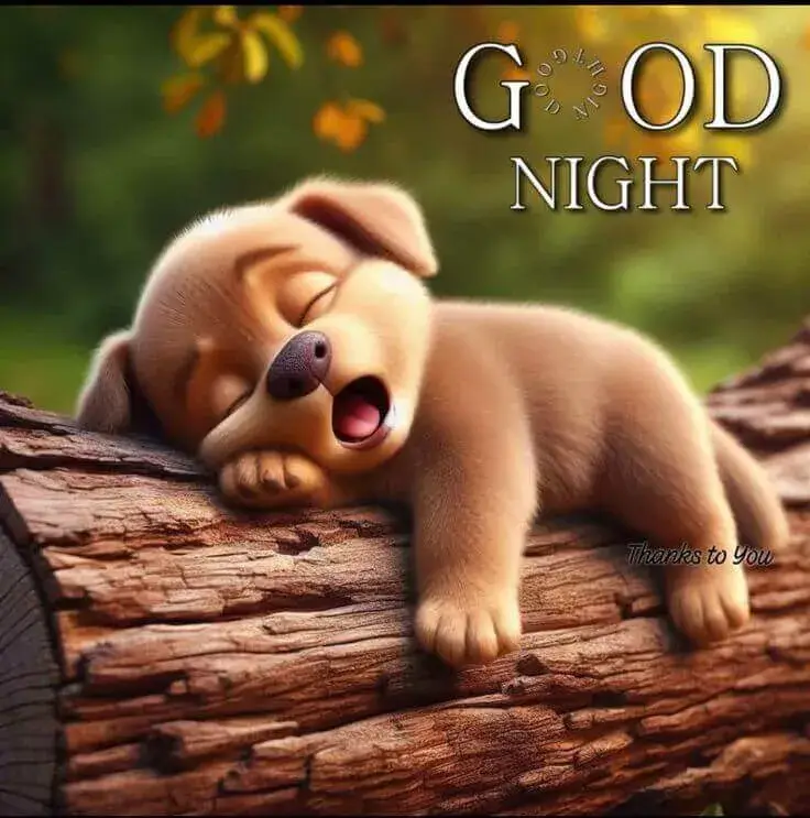 Meme chó cute nhắn “ngủ ngon nhoa”