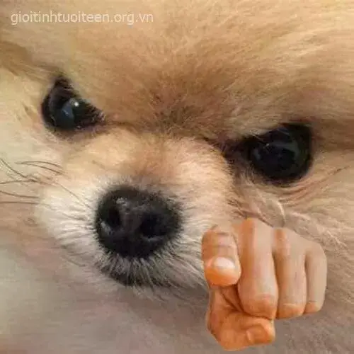 Chó hung dữ chỉ tay, ánh mắt đầy thách thức.