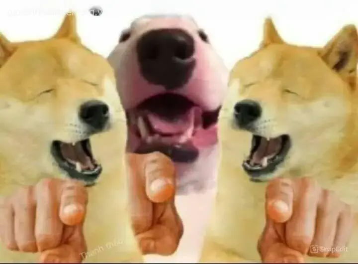 3 con Shiba chỉ tay lém lỉnh với điệu bộ tự tin.