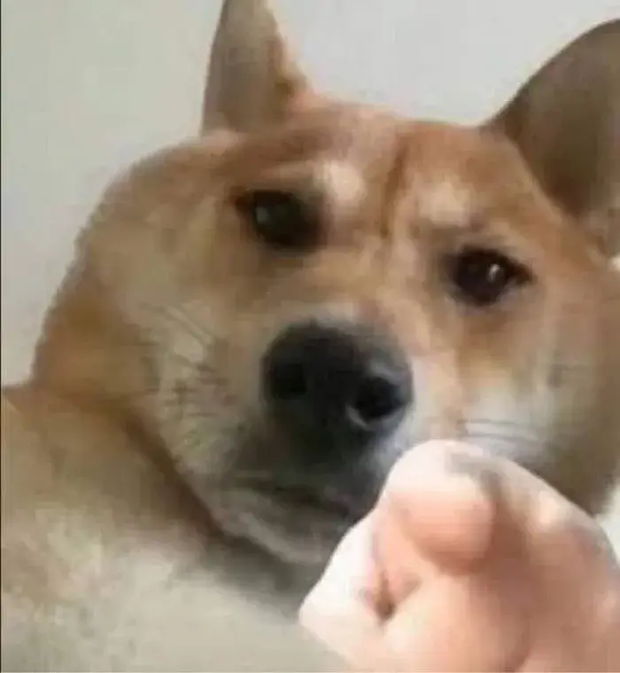 Chó vui tính chỉ tay, nét mặt cực troll.