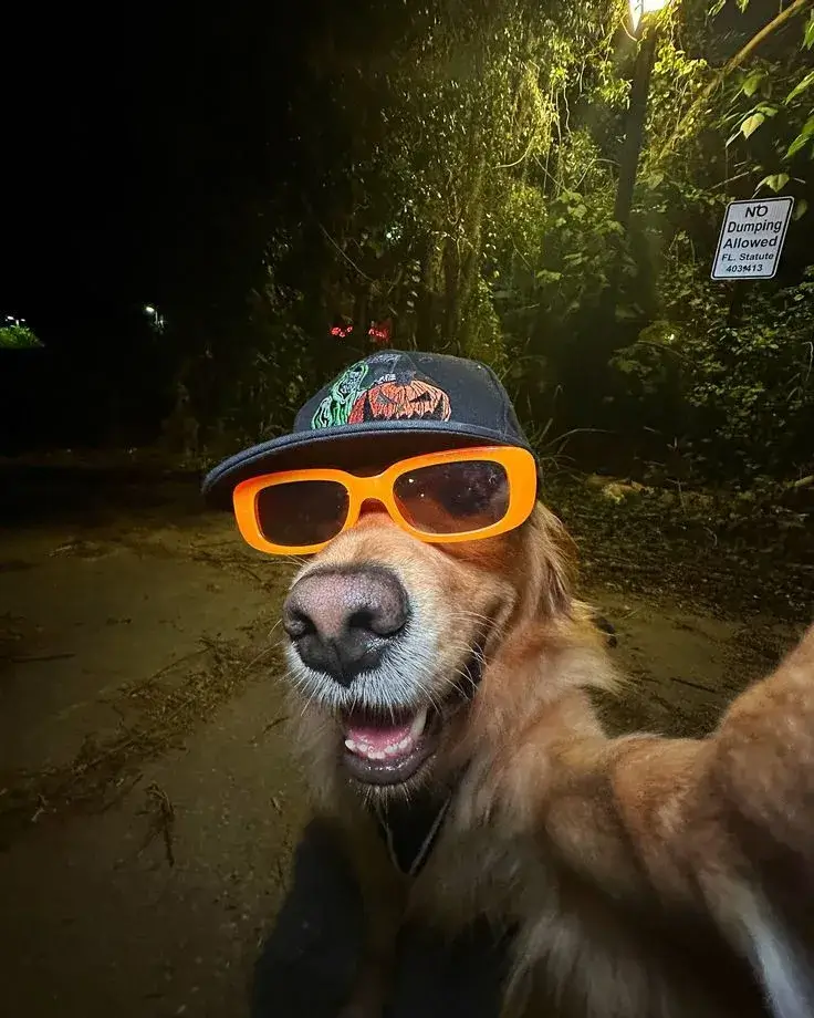 Hình chó hài hước, dáng ngồi ngộ nghĩnh bựa khó đỡ.