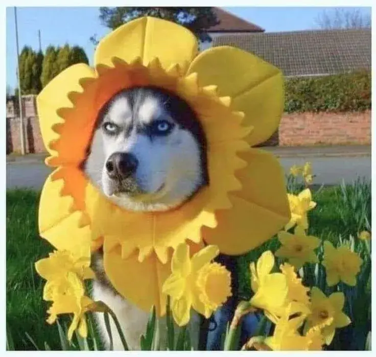 Chú chó bựa lầy, dáng đứng hài hước bá đạo.