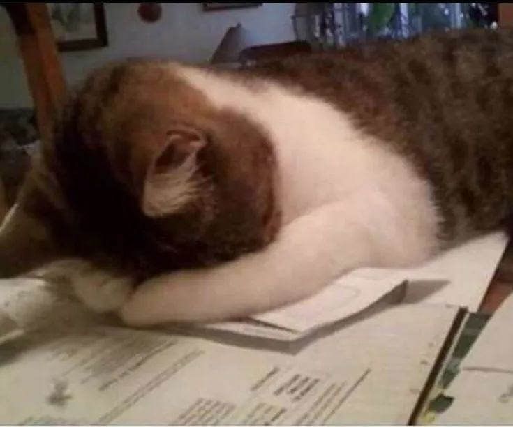 Gương mặt mèo thất thần, ánh mắt xa xăm nhuốm màu u buồn.