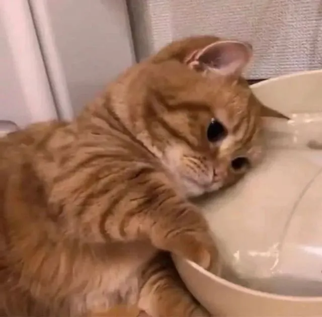 Mèo buồn rầu nép bên tường, ánh mắt rưng rưng đầy thương cảm.