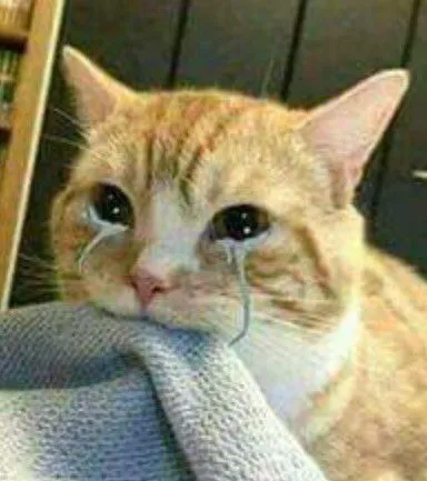 Biểu cảm mèo xót xa, đôi mắt mờ nhạt ngấn lệ chưa khô.