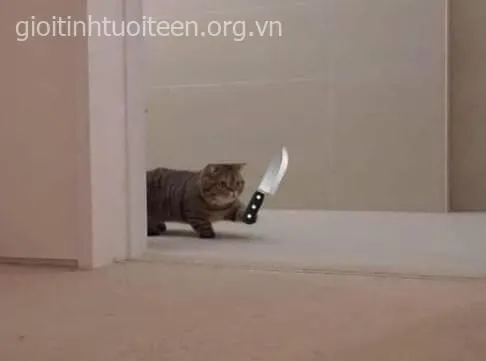Mèo cau có, nét mặt hăm dọa khi cầm dao.