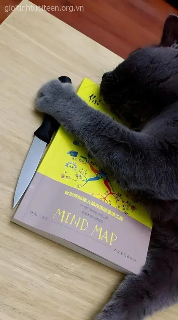 Mèo hung hăng cầm dao, vẻ mặt cực kỳ dữ tợn.