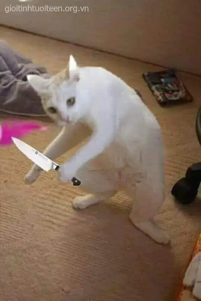 Ánh mắt mèo nham hiểm, cầm dao hăm dọa bạn bè.