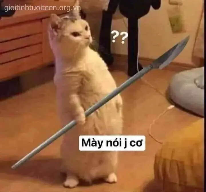 Biểu cảm mèo dữ tợn, tay cầm phóng lợn cực hung hăng.