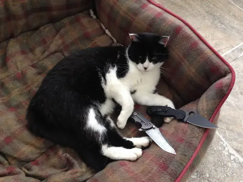 Mèo cầm dao căng thẳng, ánh nhìn đầy sát khí.