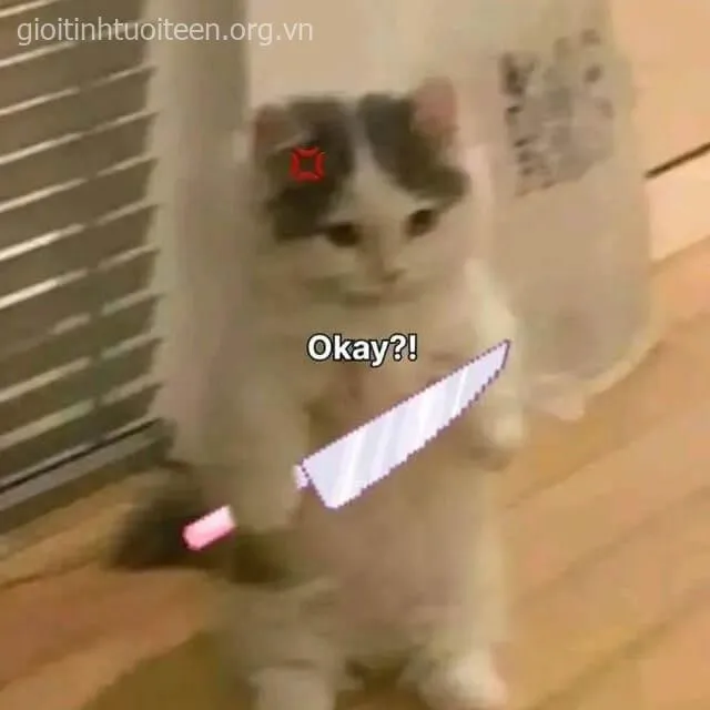 Nét mặt mèo đáng sợ, ánh nhìn đầy sự đe dọa.