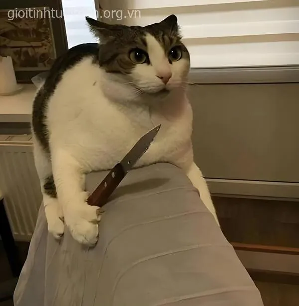 Mèo cầm dao ánh mắt lạnh lùng đầy thách thức.