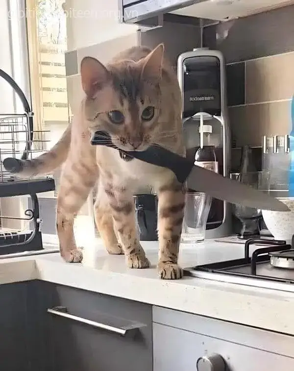 Biểu cảm mèo hung dữ, miệng ngậm dao sắc lẹm.