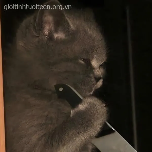 Vẻ mặt mèo hiểm ác, ánh nhìn dao cực ám ảnh.