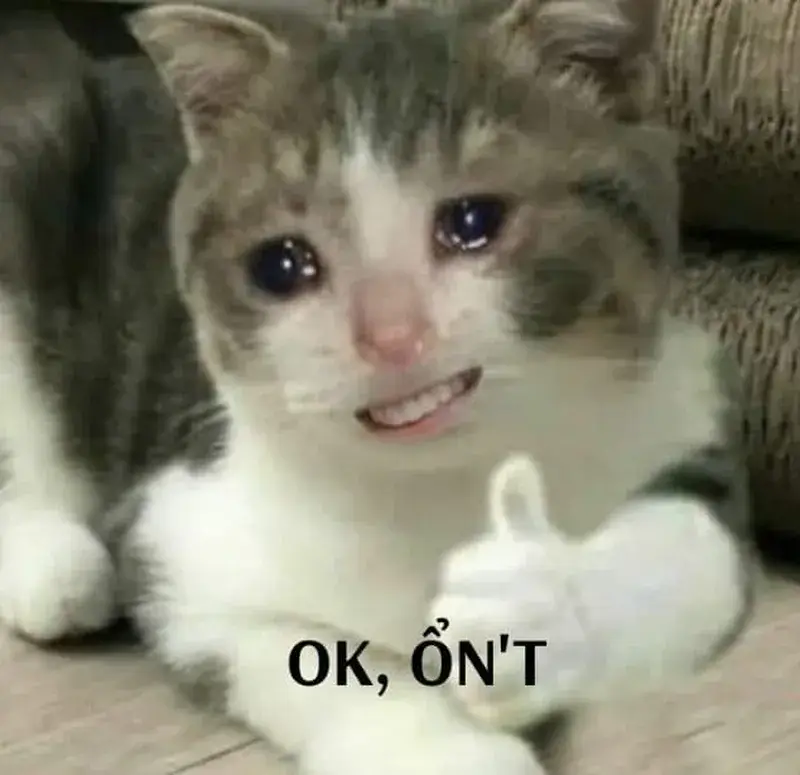 Biểu cảm mèo ngộ nghĩnh, giơ oke thể hiện sự đồng ý.