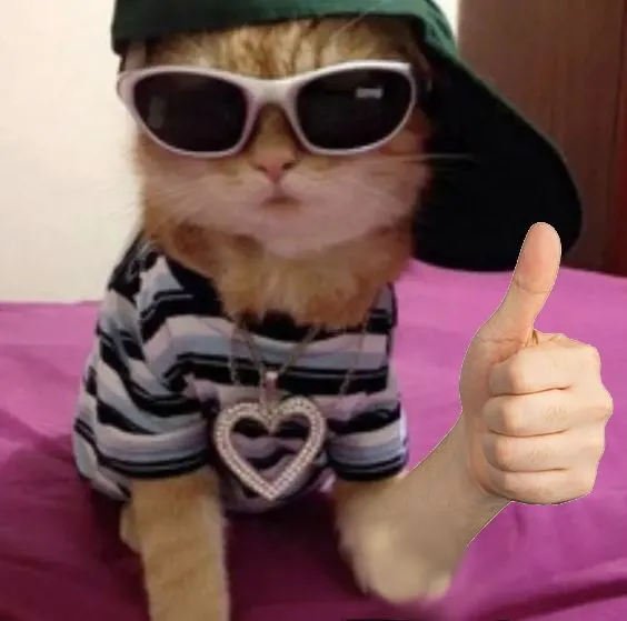 Mèo phấn khích giơ tay oke, ánh mắt hớn hở đáng yêu.