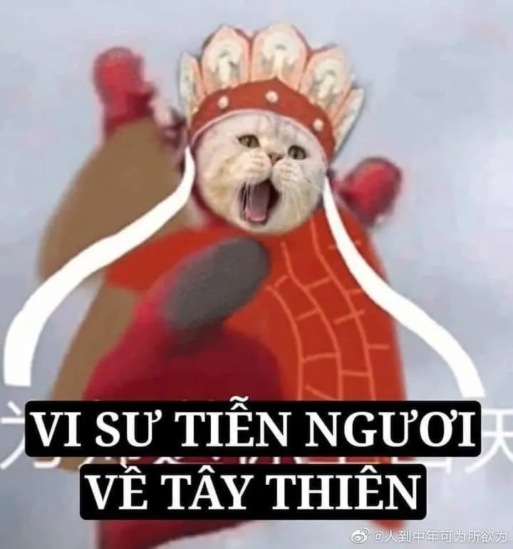 Meme dễ thương mang lại cảm giác an ủi