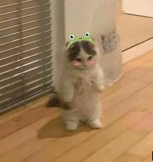 Ảnh vui dễ thương khiến người xem bật cười nhẹ