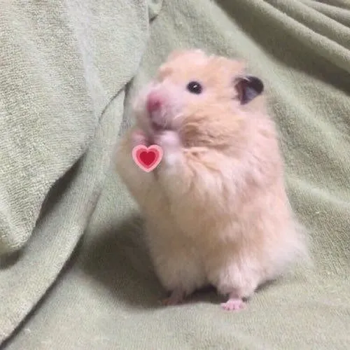 Những meme dễ thương khiến ai xem cũng muốn share liền tay