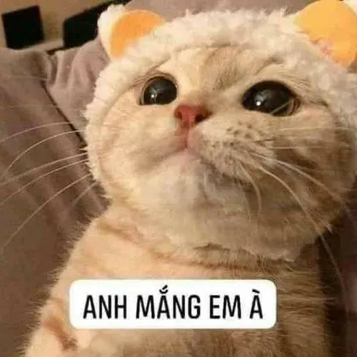 Meme đáng yêu của thú cưng và khoảnh khắc ngộ nghĩnh khó cưỡng