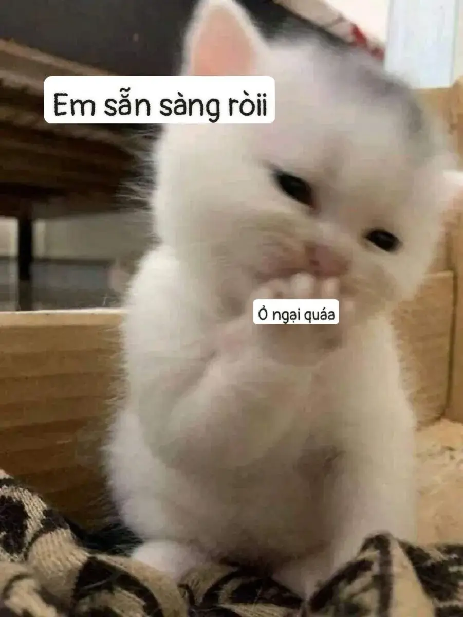 Mèo con gương mặt quyến rũ, ánh nhìn kiêu kỳ pha chút mỉa mai