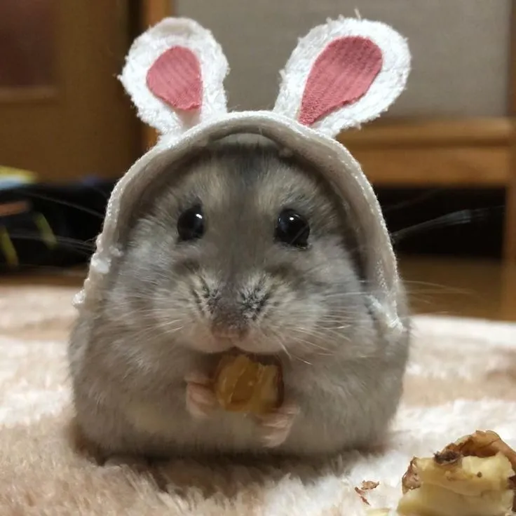 Meme hamster nhỏ nhắn khuôn mặt trong sáng