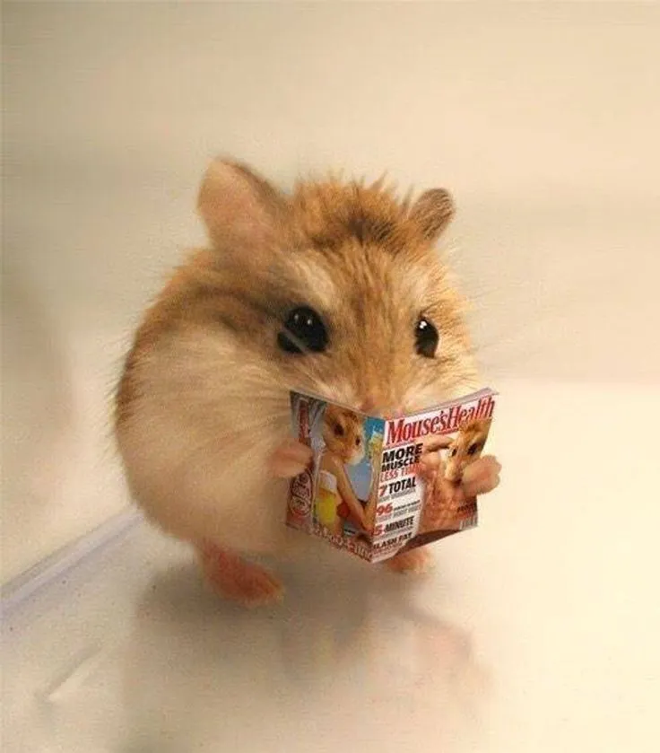 Hình hamster đáng yêu má phính cực cute