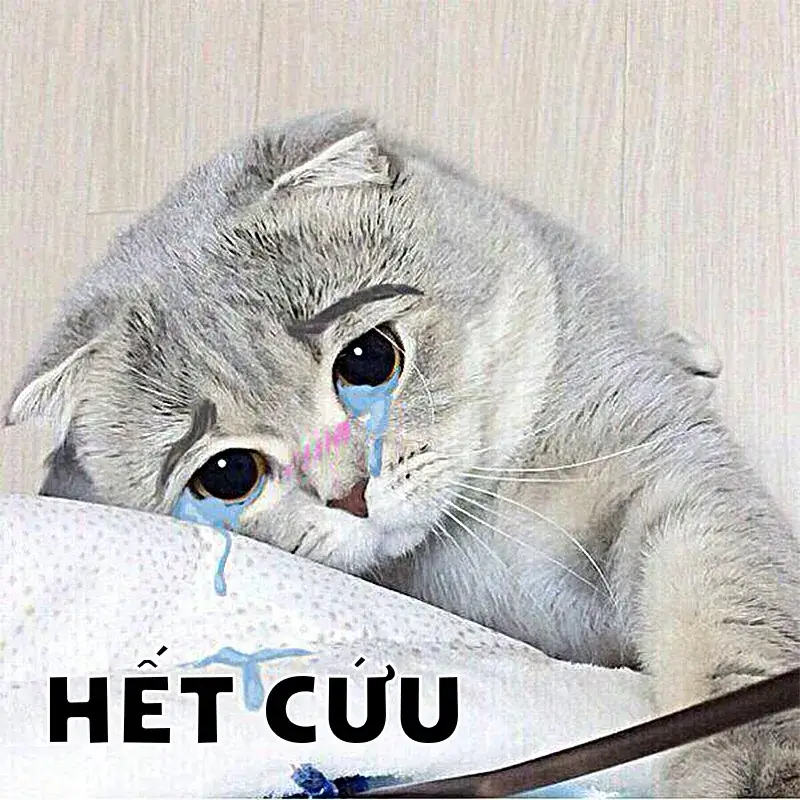 Bộ sưu tập meme hết cứu hài hước nhất khiến bạn vừa cười vừa bất lực