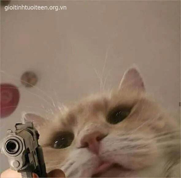 Hình mèo chỉa súng đôi mắt long sòng sọc cực ngầu