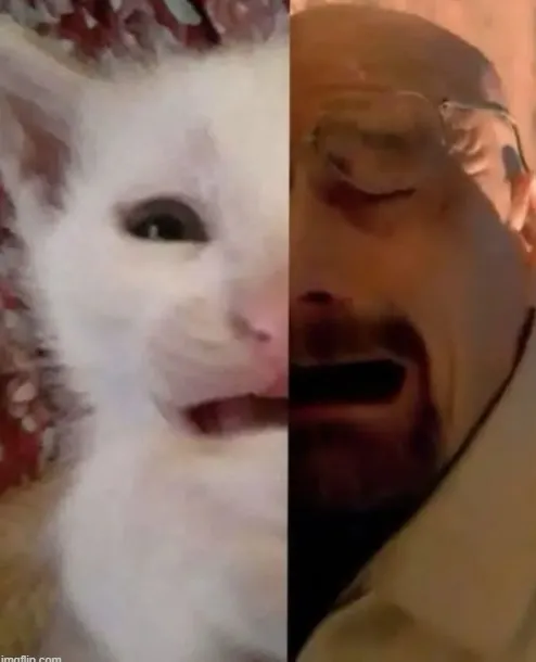 Meme mèo khóc sướt mướt cute bựa