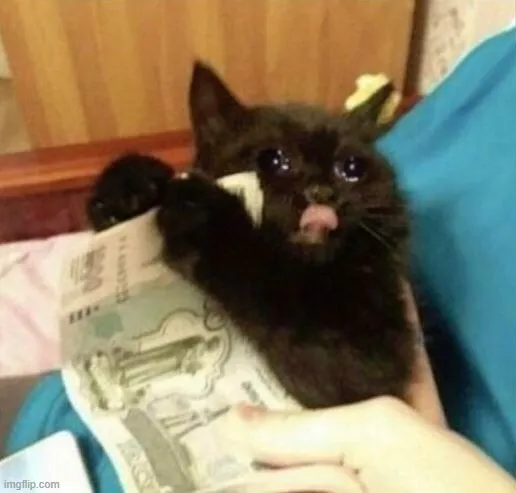 Ảnh mèo khóc đau khổ trông đáng yêu