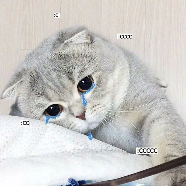 Meme mèo khóc thét buồn bã cute