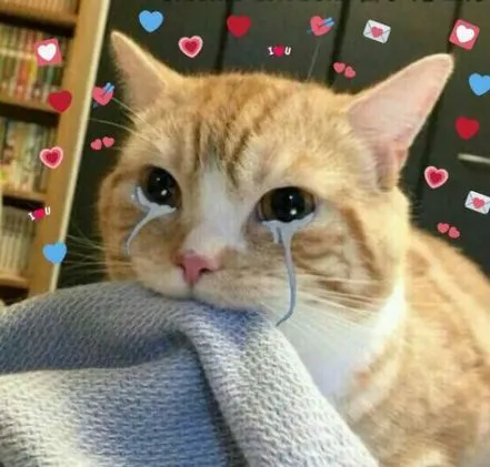 Ảnh mèo khóc sướt mướt nhìn lầy