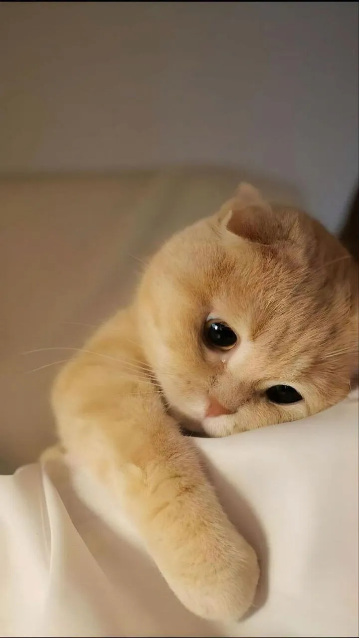 Mèo rưng rưng nhìn trống rỗng, lòng chứa chan những nỗi nhớ.