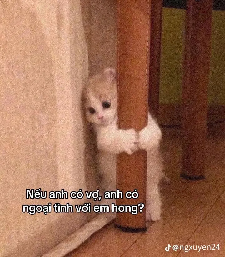 Mèo buồn bã ngồi lặng thinh, ánh mắt long lanh đầy thương nhớ.