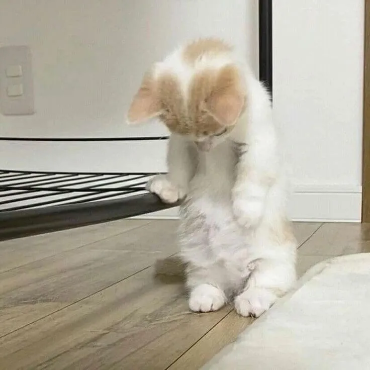 Mèo buồn bã rũ tai, trông như mang cả thế giới.