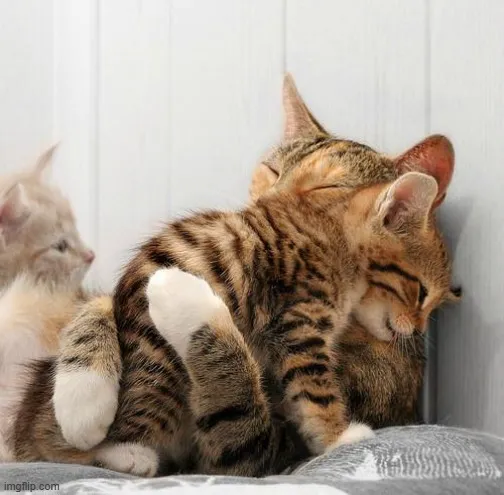 Mèo nhỏ ôm chặt, gửi lời an ủi.