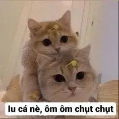 Mèo ôm thương thương khiến lòng thấy bình yên.