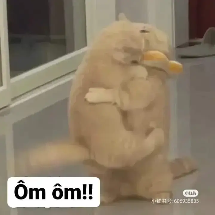 Ánh mắt mèo chân thành ôm đầy cảm xúc.