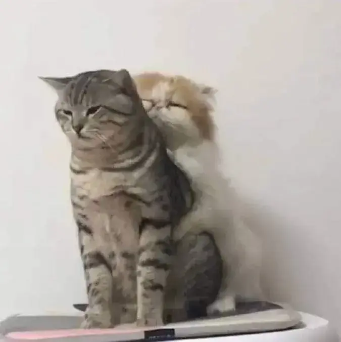 Vòng tay mèo nhỏ mang theo sự thương thương vỗ về.