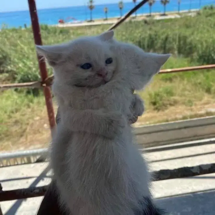 Ôm mèo chân thành giúp tâm hồn được chữa lành.