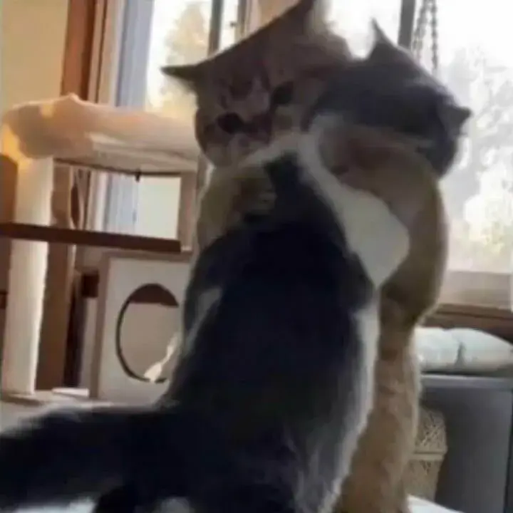 Vòng tay mèo ôm mang đến niềm tin.