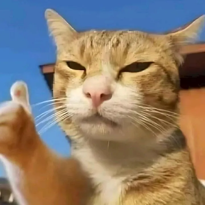 Meme mèo cute với biểu cảm tò mò đầy hứng thú.