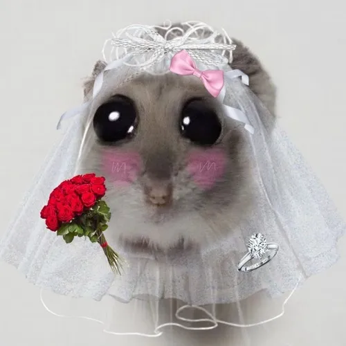 Ảnh troll mèo ôm bó hoa hồng pastel tạo nét mềm mại.