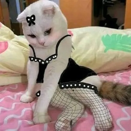 Meme mèo quyến rũ sexy trong bộ đồ ngủ