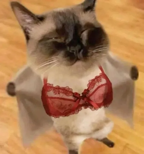 Ảnh troll mèo đứng cạnh bình hoa hồng khơi cảm xúc nhẹ.