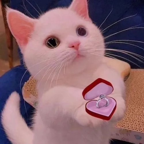 Meme mèo đặt hoa hồng trên đùi tạo cảnh hài nhẹ.